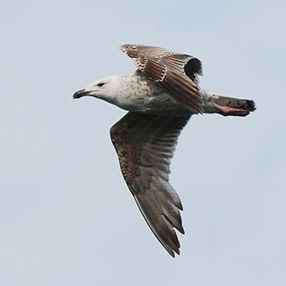 Sakrisøy - Black-blacked gull